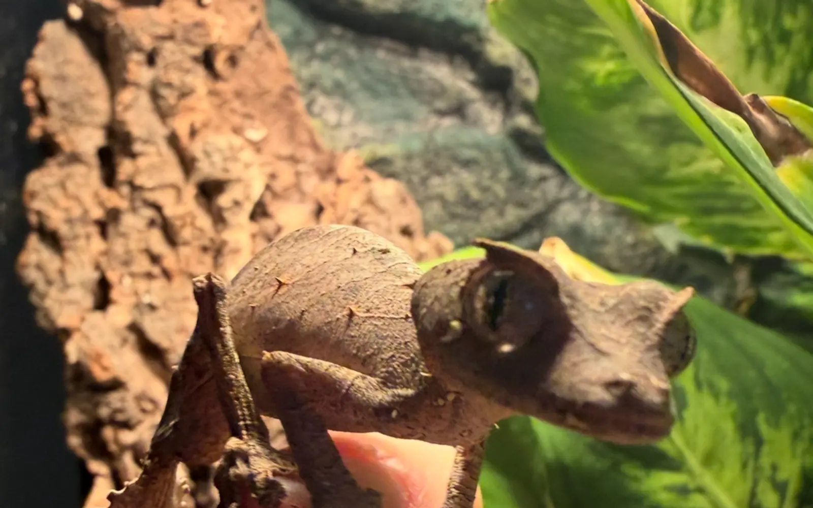 Eshu, a Satanic leaf-tailed gecko perched on a fingertip