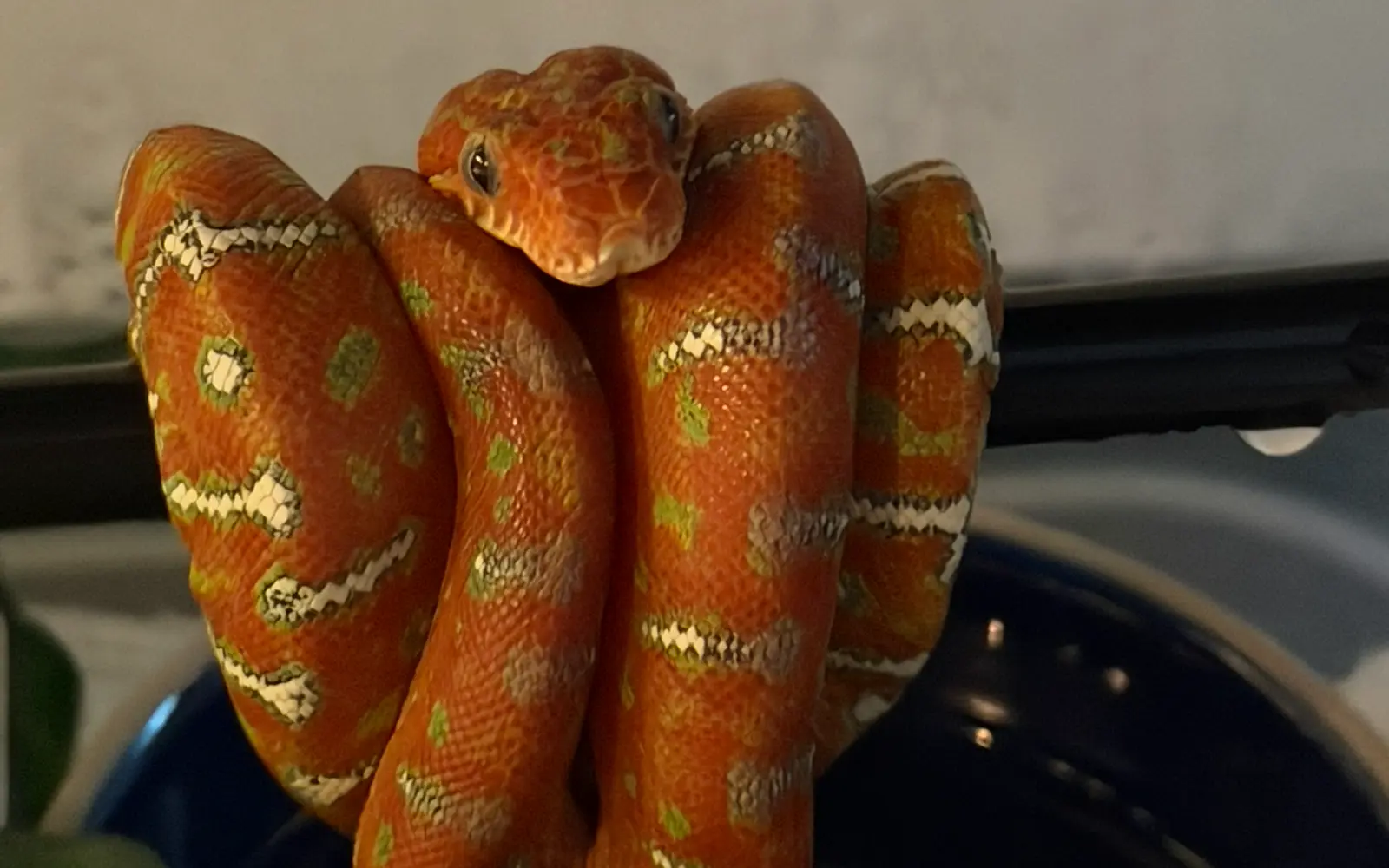 Igris, an Amazon emerald tree boa coiled on a branch
