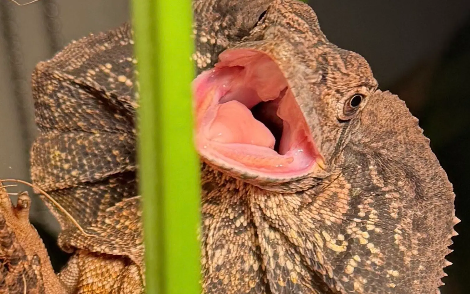 Ripley, a frilled dragon with its frill extended and mouth open