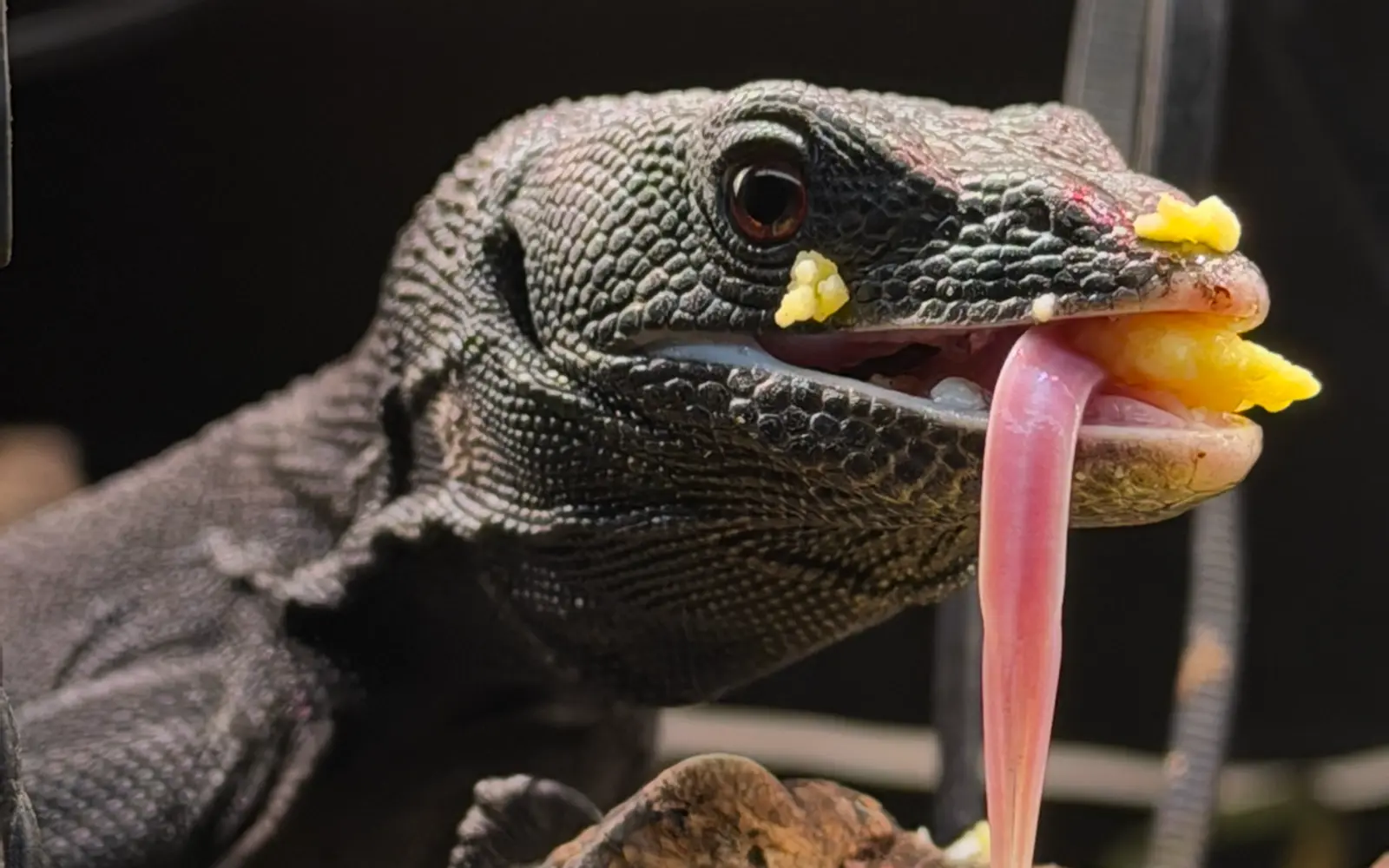 Caraxes, a black tree monitor with its tongue out at feeding time
